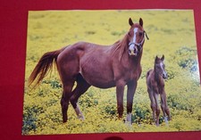 Postkarte Fankarte Pferd