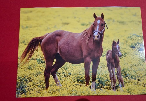 Postkarte fankarte pferd - fankarte,