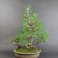 Bonsai schwarzkiefer pinus - -,