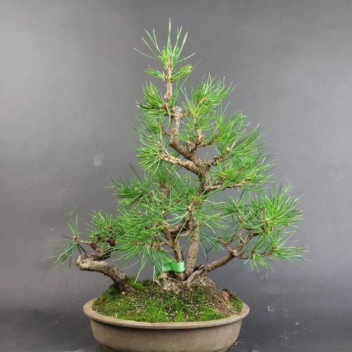 Bonsai schwarzkiefer pinus - bonsai,