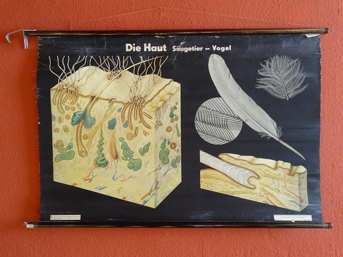 Alte schulwandkarte schulkarte - alte,