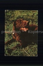 Hunde Deutsch Drahthaar