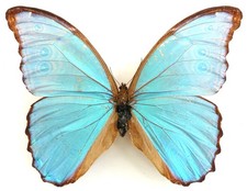 MORPHO MENELAUS SSP. MALE FROM RIO VERDE, GOIAS, SOUTH BRAZIL