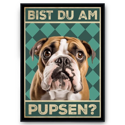 Englische bulldogge bist - englische, du