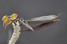 5 Samen von Euphorbia ambovombensis, erntefrisch aus 2025