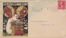 1900: USA Minneapolis: Horses,Cattle,sheep, hogs: Pferde/Kühe/Schweine - Futter