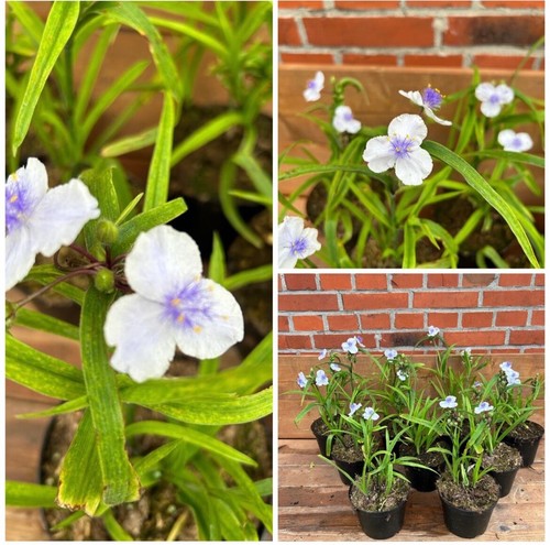 Dreimasterblume tradescantia - dreimasterblume,,