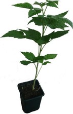 Himbeere Twotimer ® Sugana ® Pflanze Spitzensorte mit großen und süßen Früchten