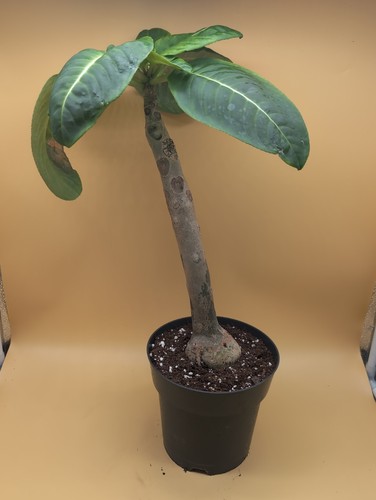 Impatiens mirabilis - xl,
