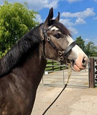 IN-HAND TRENSE HAVANA BRAUN