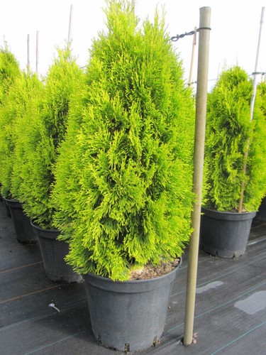 Thuja occidentalis golden - occidentalis,