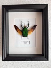 Echter großer exotischer