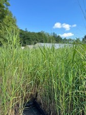 Wasserpflanzen Wolff Phragmites australis Schilff 4er Set mit Pflanzkorb