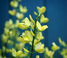 Elfenbeinginster Ginster 'Allgold' Cytisus praecox 60-80 cm im 3-Liter Container
