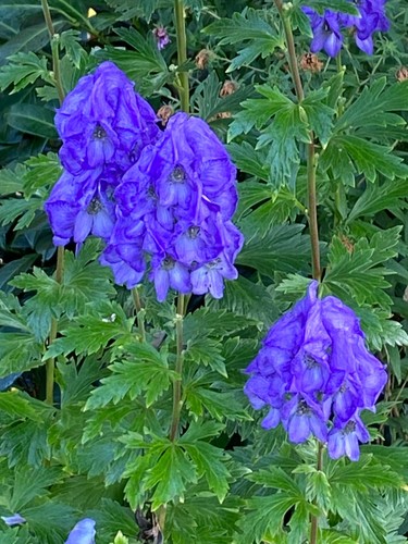Pflanze blume staude eisenhut - pflanze/blume/staude,