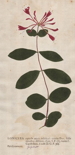 Lonicera geißblatt - lonicera,