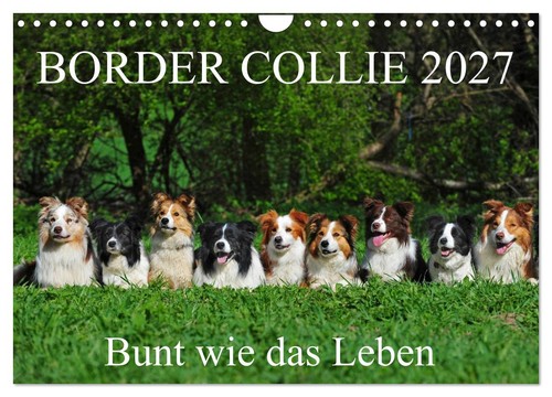 Border collie 2027 - collie,