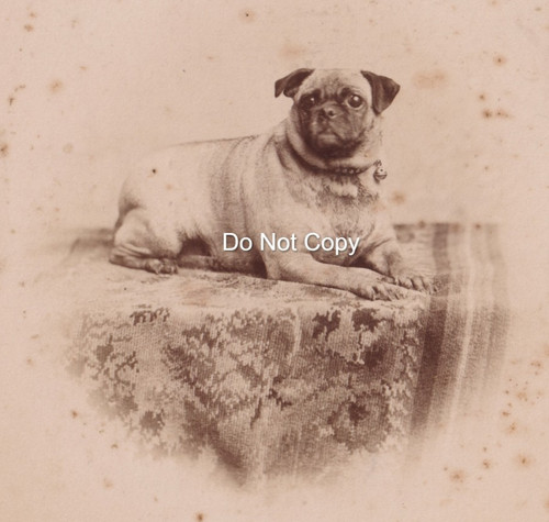 Victorian cabinet card photo - cabinet,