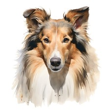3x Sticker Long Hair Collie