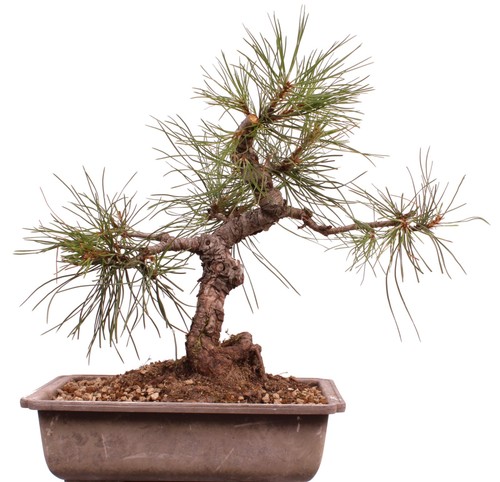 Bonsai pinus sylvestris - pinus,