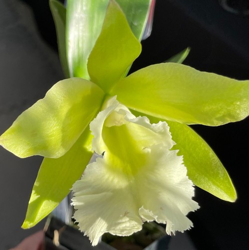 Orchidee cattleya pry - orchidee,