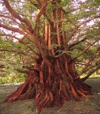 Urwelt mammutbaum pflanze für - urwelt-mammutbaum,