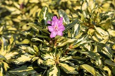 Rhododendron Hybr