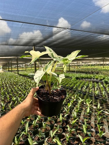 Syngonium albo plant - syngonium,