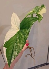 Syngonium Albo Variegata