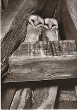 Beilstein Falknerei Fentzlaff