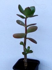 schöner Crassula ovata