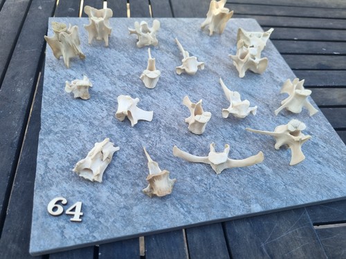 Reh wirbelknochen - 🦴,