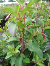 Garten-Fuchsie - Fuchsia magellanica Riccartonii - Strauchfuchsie
