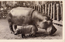 Wildlife * Zoo *  NILPFERD  HIPPOPOTAMUS  Flußpferd  *  Hippo  Postcard RARE