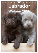 Labrador Welpen (Wandkalender