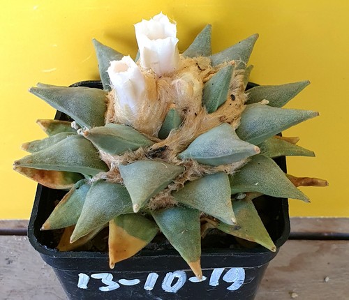 Alter ariocarpus retusus - ,