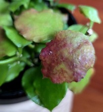 RARE Hoya Endauensis 9" Tall