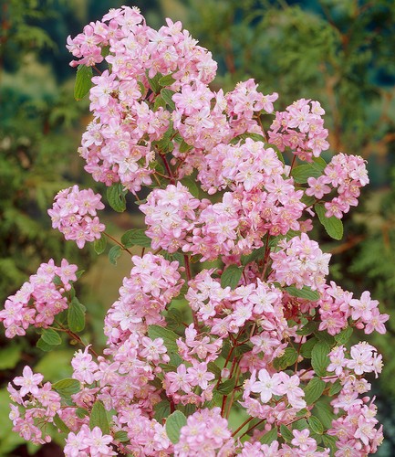 Baldur garten deutzie mont - baldur, 'mont