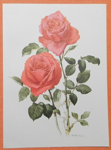 Jolie madame rose - madame,