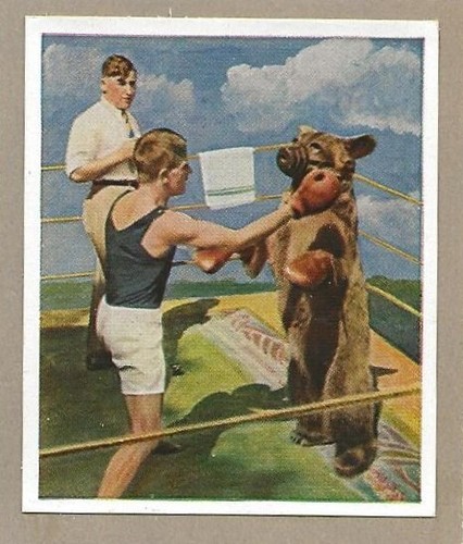 104 sammelbild jahr 1935 - sammelbild,