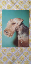 AK Hund, Postkarte, Airedale Terrier (?) , Made in Germany, Paul Zoecke Berlin