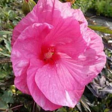 Xxl hibiscus moscheutos kui - hibiscus,