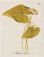 Yellow water lily - lily,
