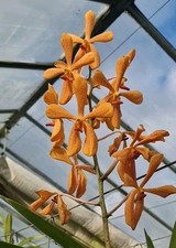  Vanda-Mokara  Oomyai Orange -