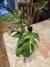 Rhaphidophora Tetrasperma