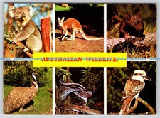 L346374 Australian Wildlife