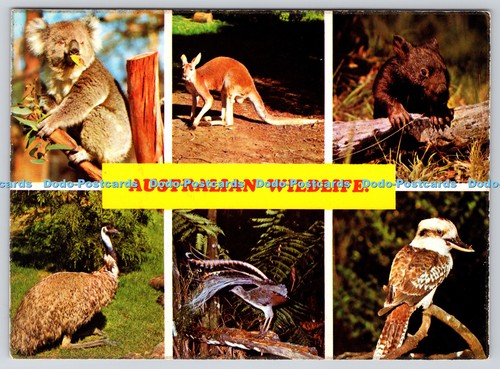 L346374 australian wildlife - australian,