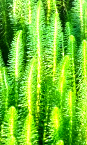 Tannenwedel hippuris vulgaris - hippuris,