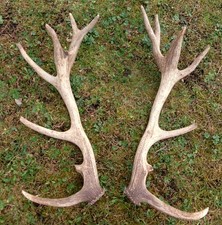 frisches Paar Abwurfstangen