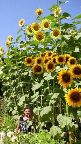 Riesen sonnenblume bienenweide - riesen-sonnenblume,